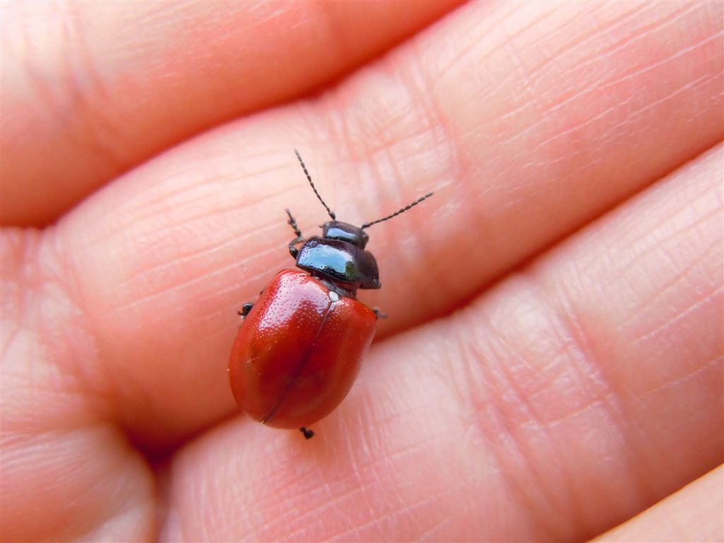 Chrysolina: soliti dubbi ( Chrysolina lutea)